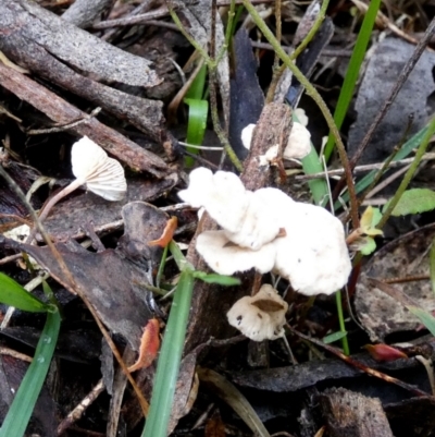 zz agaric (stem; gills white/cream) at Boro - 31 May 2024 by Paul4K