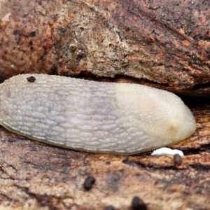 Arion intermedius at West Goulburn Bushland Reserve - 1 Jun 2024 12:06 PM