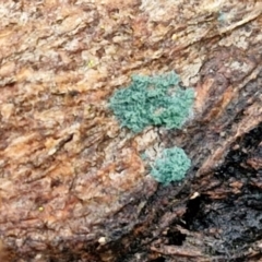 Trichoderma 'green fluffy' at West Goulburn Bushland Reserve - 1 Jun 2024 12:06 PM