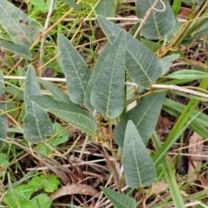 Hardenbergia violacea at Goulburn, NSW - 1 Jun 2024