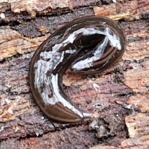 Parakontikia ventrolineata at West Goulburn Bushland Reserve - 1 Jun 2024