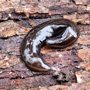 Parakontikia ventrolineata at West Goulburn Bushland Reserve - 1 Jun 2024