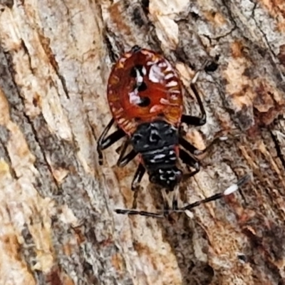 Oechalia schellenbergii (Spined Predatory Shield Bug) at West Goulburn Bushland Reserve - 1 Jun 2024 by trevorpreston