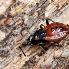 Oechalia schellenbergii at West Goulburn Bushland Reserve - 1 Jun 2024