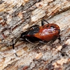 Oechalia schellenbergii at West Goulburn Bushland Reserve - 1 Jun 2024