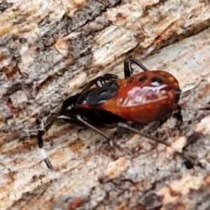 Oechalia schellenbergii at West Goulburn Bushland Reserve - 1 Jun 2024