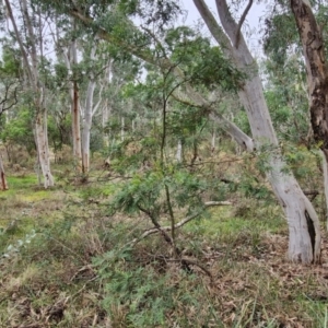 Acacia parramattensis at West Goulburn Bushland Reserve - 1 Jun 2024