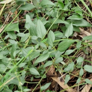 Clematis glycinoides at West Goulburn Bushland Reserve - 1 Jun 2024