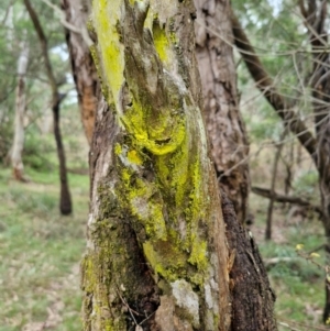 Chrysothrix xanthina at West Goulburn Bushland Reserve - 1 Jun 2024 11:56 AM