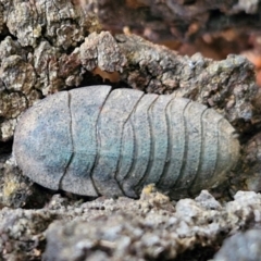 Laxta granicollis (Common bark or trilobite cockroach) at West Goulburn Bushland Reserve - 1 Jun 2024 by trevorpreston