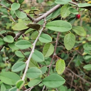 Cotoneaster pannosus at West Goulburn Bushland Reserve - 1 Jun 2024