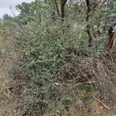 Cotoneaster pannosus at West Goulburn Bushland Reserve - 1 Jun 2024