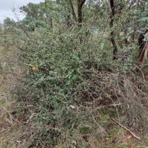 Cotoneaster pannosus at West Goulburn Bushland Reserve - 1 Jun 2024