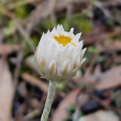 Leucochrysum albicans subsp. tricolor (Hoary Sunray) at West Goulburn Bushland Reserve - 1 Jun 2024 by trevorpreston