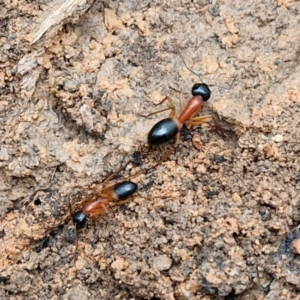 Camponotus consobrinus at West Goulburn Bushland Reserve - 1 Jun 2024 11:51 AM