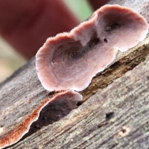 Xylobolus illudens at West Goulburn Bushland Reserve - 1 Jun 2024