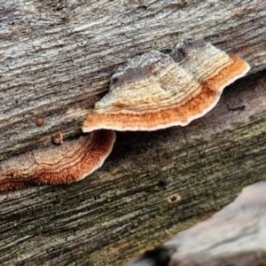 Xylobolus illudens at West Goulburn Bushland Reserve - 1 Jun 2024