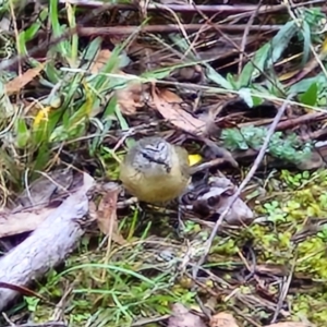 Acanthiza chrysorrhoa at West Goulburn Bushland Reserve - 1 Jun 2024 11:50 AM