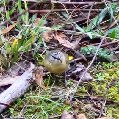 Acanthiza chrysorrhoa (Yellow-rumped Thornbill) at West Goulburn Bushland Reserve - 1 Jun 2024 by trevorpreston