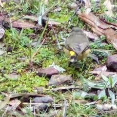 Acanthiza chrysorrhoa at West Goulburn Bushland Reserve - 1 Jun 2024 11:50 AM