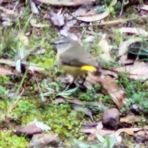 Acanthiza chrysorrhoa at West Goulburn Bushland Reserve - 1 Jun 2024 11:50 AM