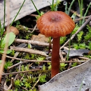 Laccaria sp. at West Goulburn Bushland Reserve - 1 Jun 2024