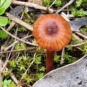 Laccaria sp. at West Goulburn Bushland Reserve - 1 Jun 2024