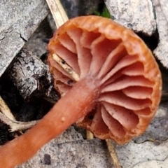 Laccaria sp. at West Goulburn Bushland Reserve - 1 Jun 2024