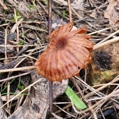 Laccaria sp. at West Goulburn Bushland Reserve - 1 Jun 2024