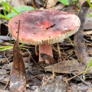 Russula sp. (genus) at West Goulburn Bushland Reserve - 1 Jun 2024