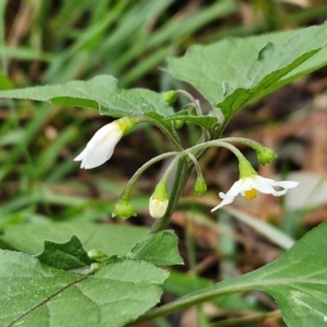 Solanum nigrum at West Goulburn Bushland Reserve - 1 Jun 2024 11:42 AM