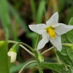 Solanum nigrum at West Goulburn Bushland Reserve - 1 Jun 2024 11:42 AM