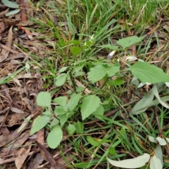 Solanum nigrum at West Goulburn Bushland Reserve - 1 Jun 2024 11:42 AM