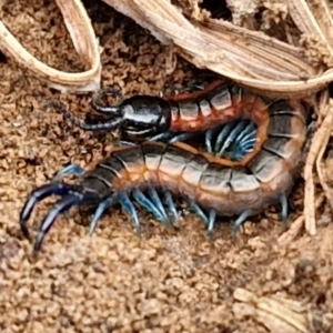 Scolopendra sp. (genus) at West Goulburn Bushland Reserve - 1 Jun 2024 11:40 AM