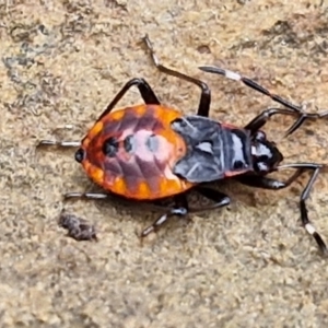 Oechalia schellenbergii at West Goulburn Bushland Reserve - 1 Jun 2024 11:39 AM