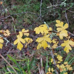 Crataegus monogyna at West Goulburn Bushland Reserve - 1 Jun 2024