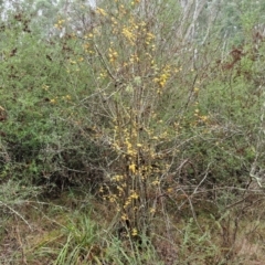 Crataegus monogyna at West Goulburn Bushland Reserve - 1 Jun 2024