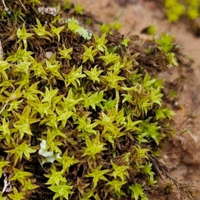 Unverified Moss, Liverwort or Hornwort - 1 Jan 1900 by trevorpreston