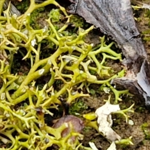 Cladia aggregata at West Goulburn Bushland Reserve - 1 Jun 2024