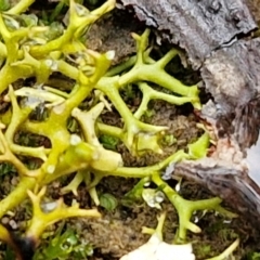 Cladia aggregata at West Goulburn Bushland Reserve - 1 Jun 2024