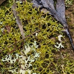 Cladia aggregata at West Goulburn Bushland Reserve - 1 Jun 2024