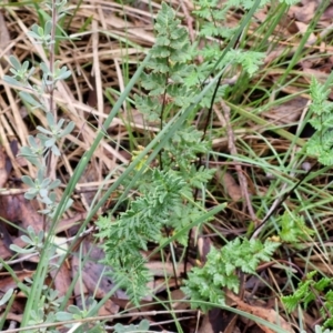 Cheilanthes austrotenuifolia at West Goulburn Bushland Reserve - 1 Jun 2024