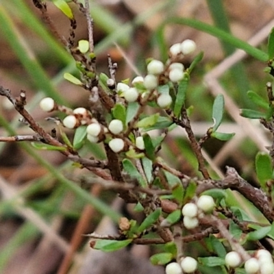 Cryptandra amara (Bitter Cryptandra) at West Goulburn Bushland Reserve - 1 Jun 2024 by trevorpreston