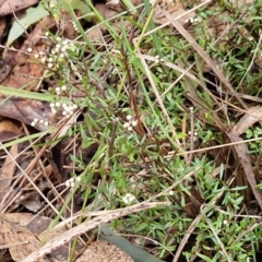 Cryptandra amara at West Goulburn Bushland Reserve - 1 Jun 2024 11:30 AM