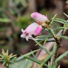 Lissanthe strigosa subsp. subulata (Peach Heath) at West Goulburn Bushland Reserve - 1 Jun 2024 by trevorpreston