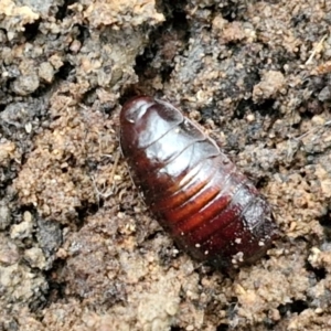 Panesthia australis at West Goulburn Bushland Reserve - 1 Jun 2024