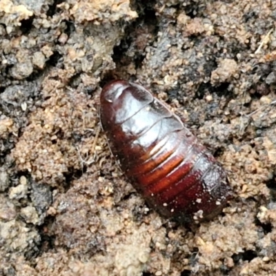 Panesthia australis (Common wood cockroach) at Goulburn, NSW - 1 Jun 2024 by trevorpreston