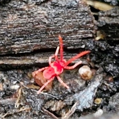 Paratrombium sp. (genus) (A velvet mite) at West Goulburn Bushland Reserve - 1 Jun 2024 by trevorpreston