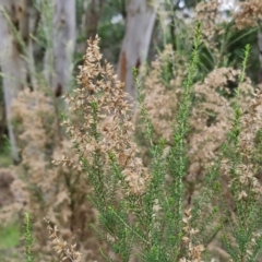 Cassinia sifton (Sifton Bush, Chinese Shrub) at Goulburn, NSW - 1 Jun 2024 by trevorpreston