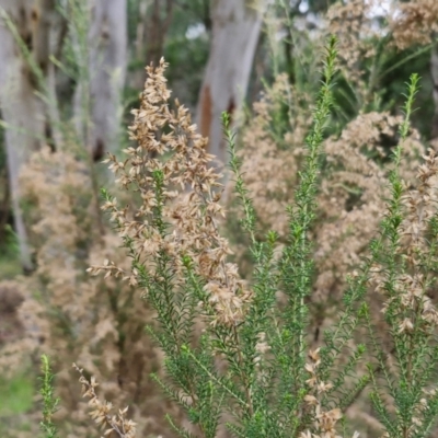 Cassinia sifton (Sifton Bush, Chinese Shrub) at Goulburn, NSW - 1 Jun 2024 by trevorpreston